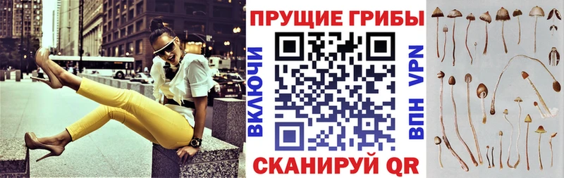 блэк спрут вход  Томилино  Галлюциногенные грибы Psilocybe 
